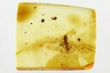 Detailed Fossil Springtail (Collembola) in Baltic Amber #330696-1